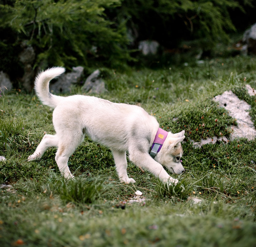 Woolly Wolf Alpha 360 Collar Mauve Mix S