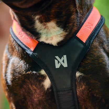 Non-stop dogwear Rush harness lyhyt vetovaljas, musta-oranssi