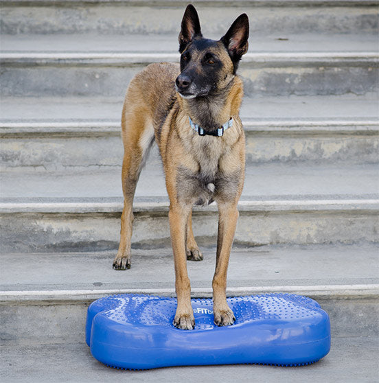 FitPAWS K9FITbone tasapainoalusta, aqua