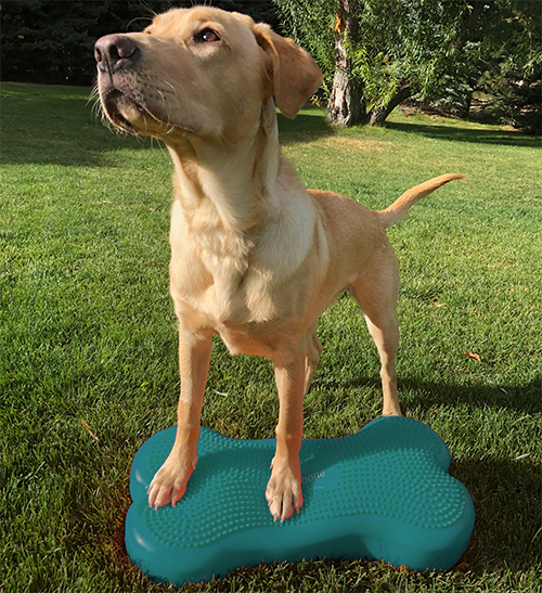 FitPAWS K9FITbone tasapainoalusta, aqua