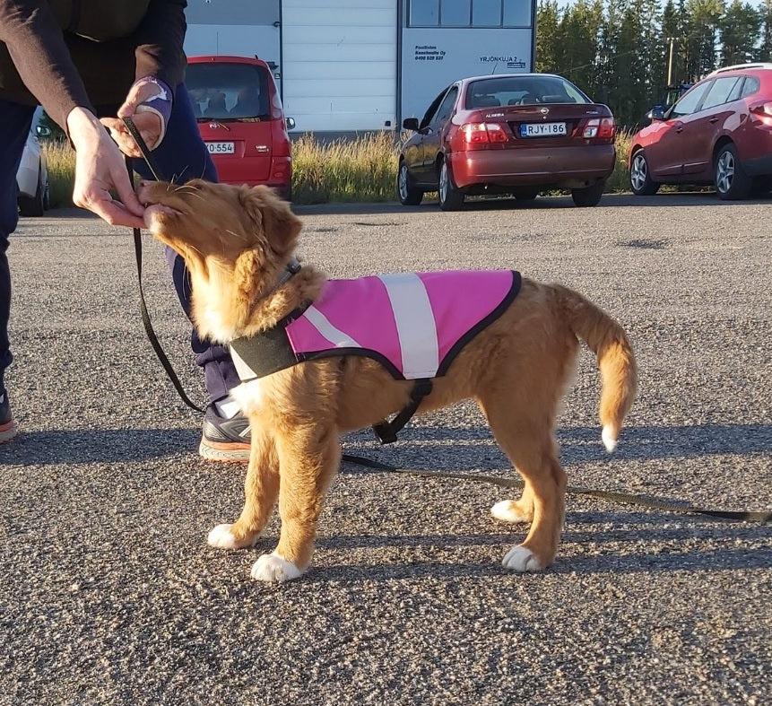 HelsiTar Koiran heijastinliivi, pinkki