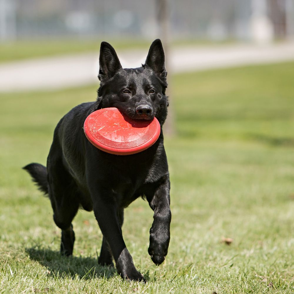 Kong Flyer koiran frisbee