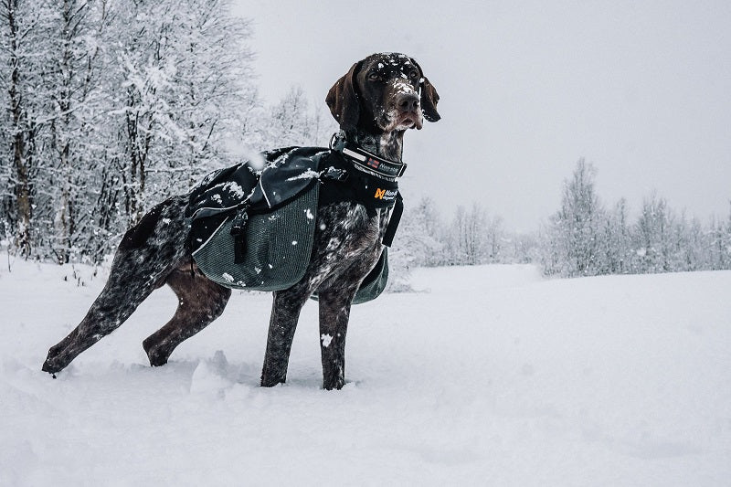 Non-stop dogwear Amundsen koiran reppu