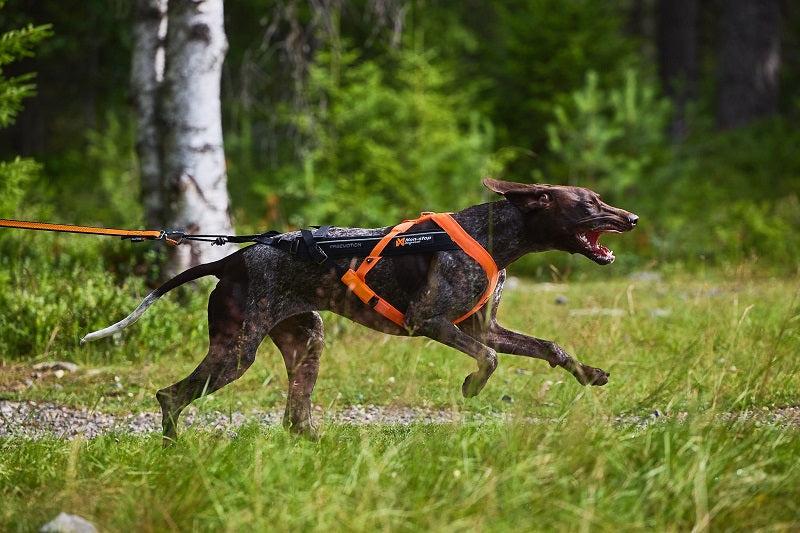 Non-stop dogwear Freemotion 5.0 koiran vetovaljas, oranssi