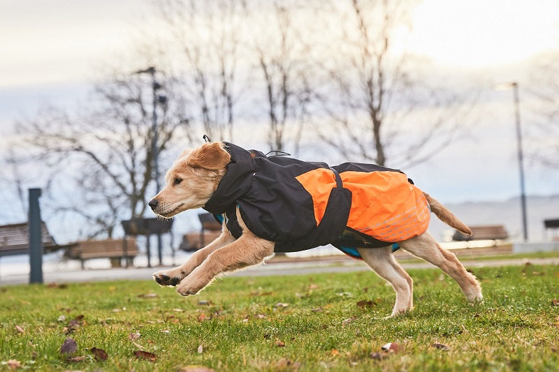 Non-stop dogwear Glacier 2.0 koiran takki, oranssi