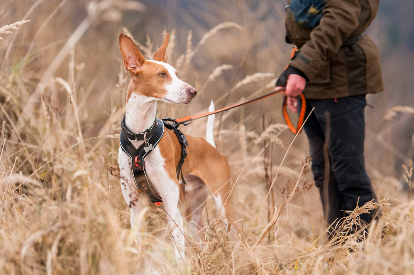 Non-stop dogwear Line Harness Grip valjaat kahvalla