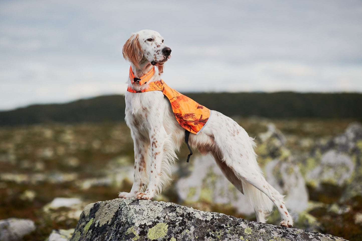 Non-stop dogwear Protector Camo, koiran huomioliivi