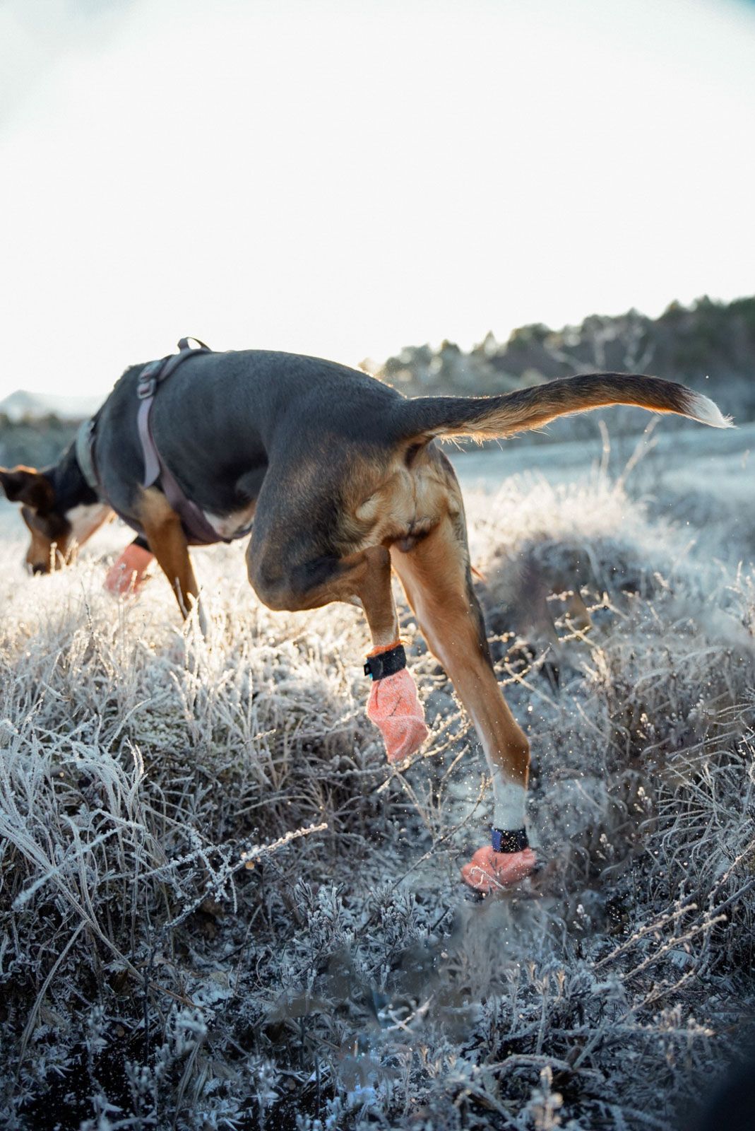 Non-stop dogwear Protector light socks koiran tossut