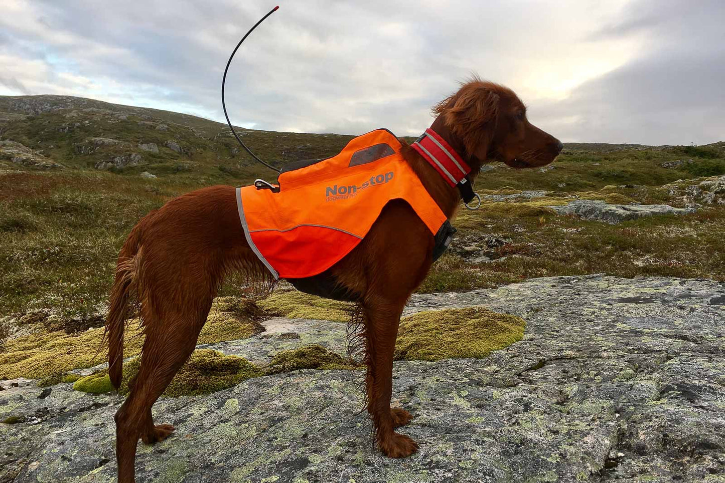 Non-stop dogwear Protector Vest GPS metsästystakki