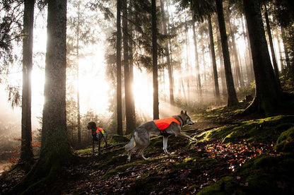 Non-stop dogwear Protector vest metsästysliivi koiralle