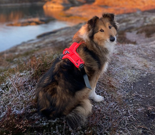 Non-stop dogwear Ramble koiran valjaat, harmaa-pinkki