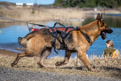 Non-stop dogwear Rock Harness Long Koiran valjaat