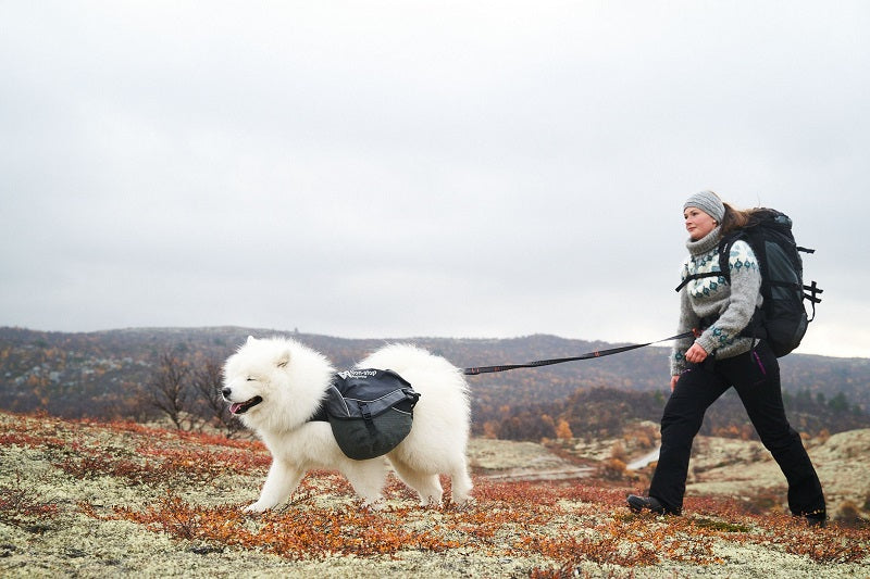 Non-stop dogwear Touring bungee säädettävä talutin