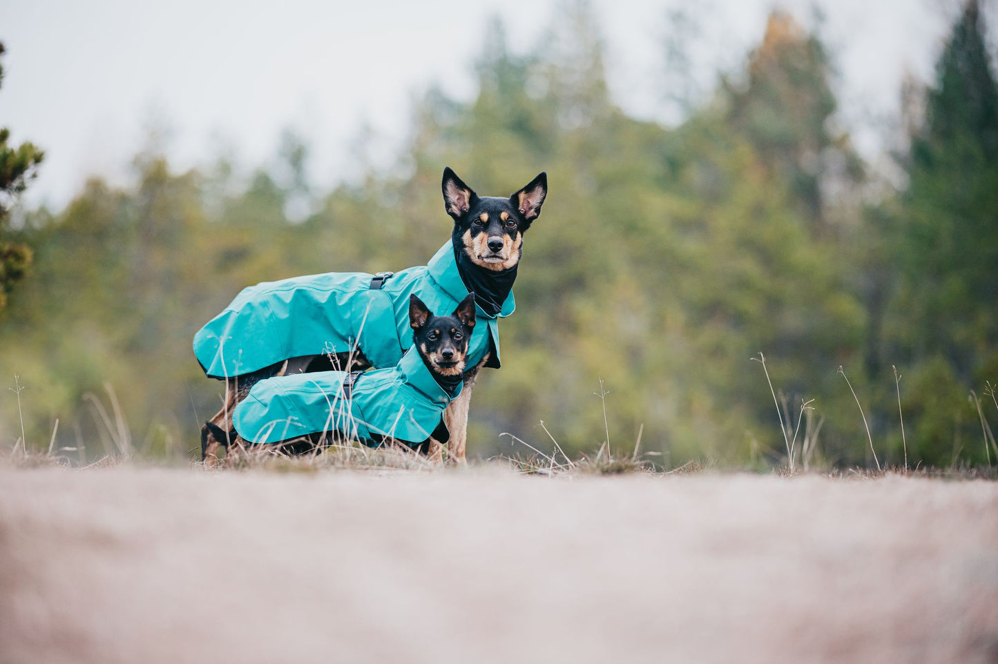 PAIKKA Visibility Raincoat koiran sadetakki, emerald