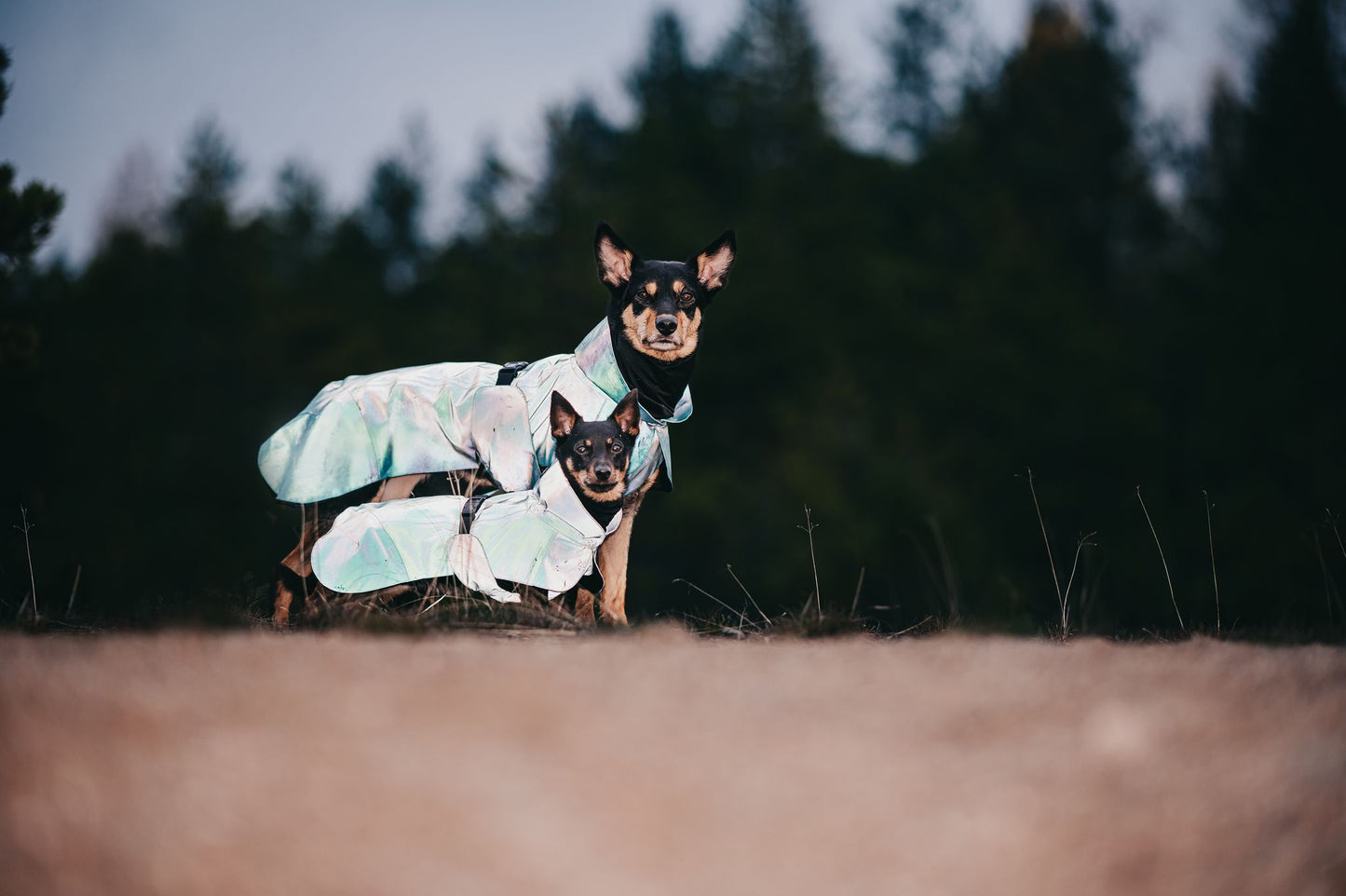 PAIKKA Visibility Raincoat koiran sadetakki, emerald