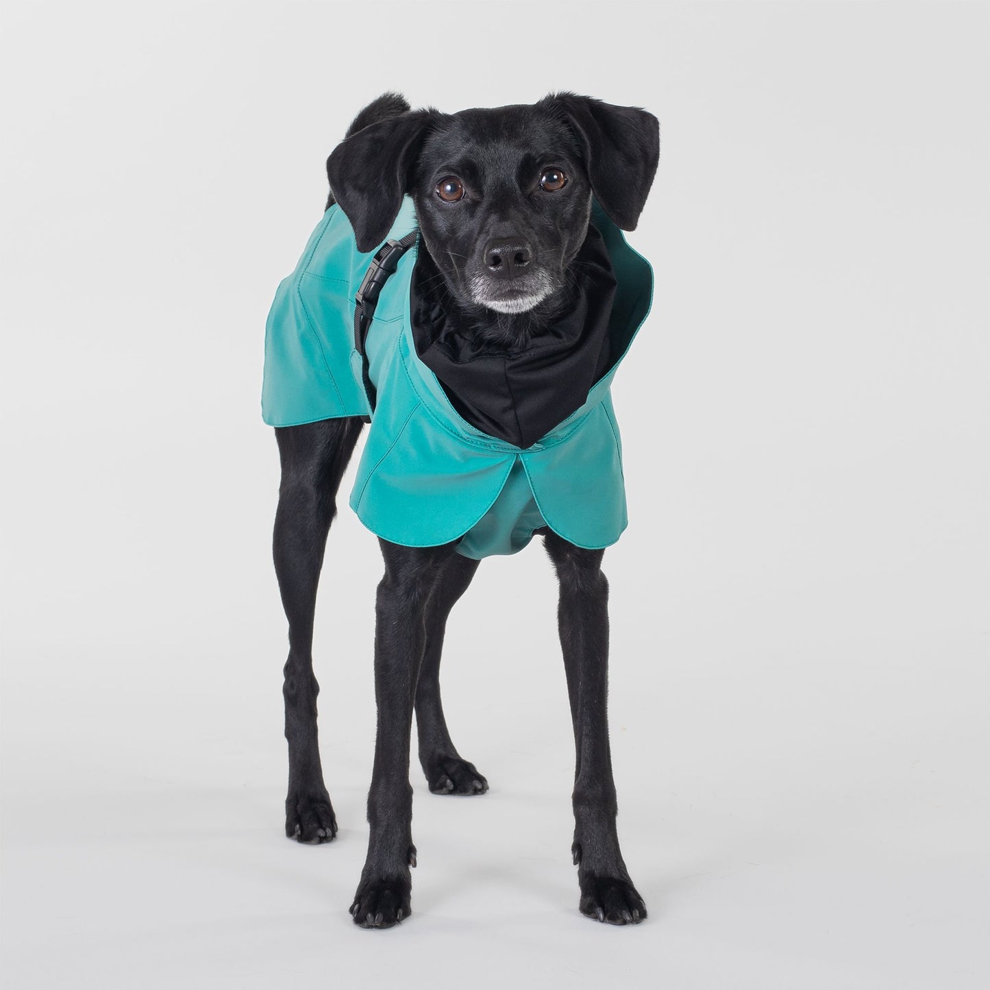 PAIKKA Visibility Raincoat koiran sadetakki, emerald