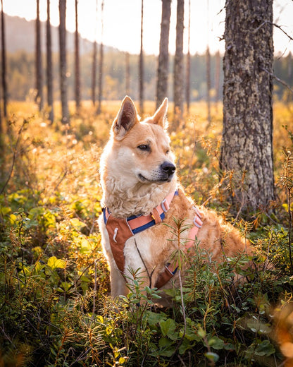 Woolly Wolf Alpha 360 Golden Hour Mix koiran valjaat