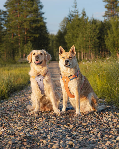 Woolly Wolf Alpha 360 Golden Hour Mix koiran valjaat