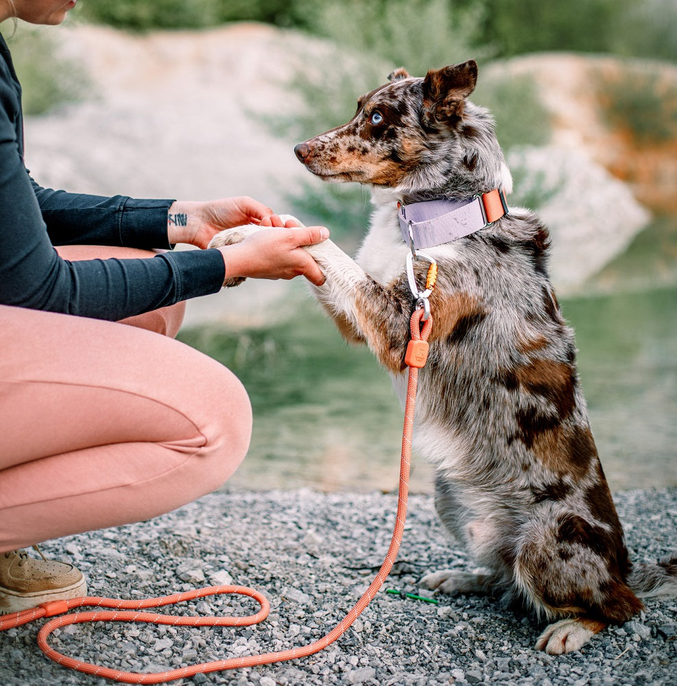 Woolly Wolf Martingale Salmon Pink Mix koiran kaulapanta