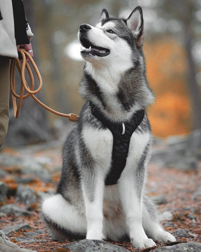 Woolly Wolf Roam Black Ripple koiran valjaat